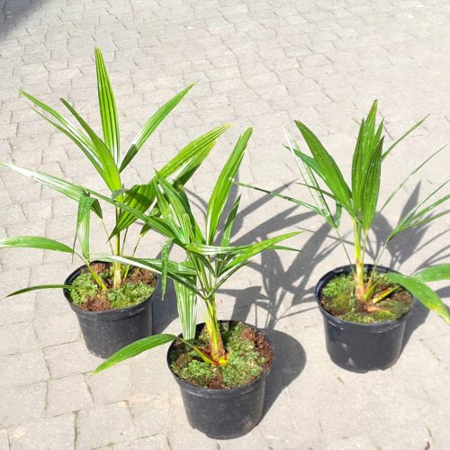 PALMA OTPORNA NA MRAZ TRACHYCARPUS FORTUNEI U LONCIJI PAKET OD 5 KOMADA