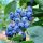 Borovnice BLUECROP sadnica u posudi 3-5l 120-140 cm