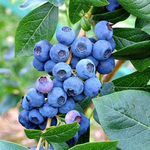 Borovnice BLUECROP sadnica u posudi 3-5l 120-140 cm