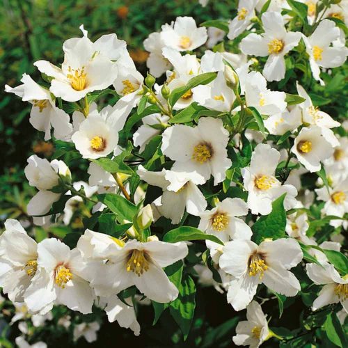 Jasmin Belle Etoile - Mirisna sadnica u lončanici