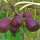  Ficus Gustissimo Peretta (Ficus carica) Velika sadnica u loncu 3-4l