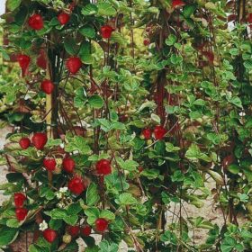    Jagoda penjačica viseća Selva ponavljajuća Multiplat 10 kom