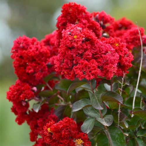 Crvena Lagerstroemija (Lagerstroemia indica) 3-godišnja sadnica XL-C5
