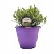 Zimzelena lavanda PLATINUM NICO VELIKA SJEDNICA XL- C4.5