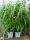 Kineski miscanthus 'Memory' velika sadnica XXL