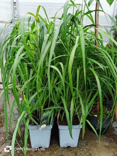 Kineski miscanthus 'Memory' velika sadnica XXL
