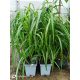 Kineski miscanthus 'Memory' velika sadnica XXL