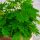 MiMOZA - Delikatna Mimosa Pudica za Vaš dom