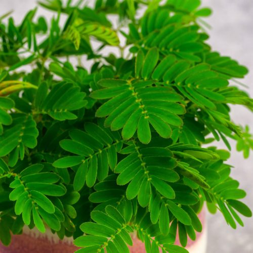 MiMOZA - Delikatna Mimosa Pudica za Vaš dom