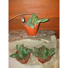 Hoya SIGILLATIS sadnica u posudi od 0,5-1l