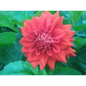  Lukovice/lukovice/rizomi crvenih dalija opušteni