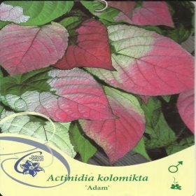 Aktinidija šarena, mali kivi ADAM Actinidia kolomikta