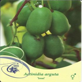 Mini kivi ISSAI Actinidia arguta