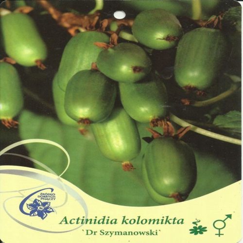 Aktinidija raznolika, mini kivi DR SZYMANOWSKI Aktinidia kolomikta