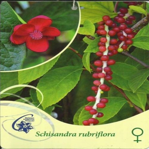 Crvenocvjetna šisandra ženska, Schisandra rubriflora F