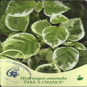 Hortenzija penjačica DARE TO TRY Hydrangea anomala