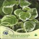 Hortenzija penjačica DARE TO TRY Hydrangea anomala