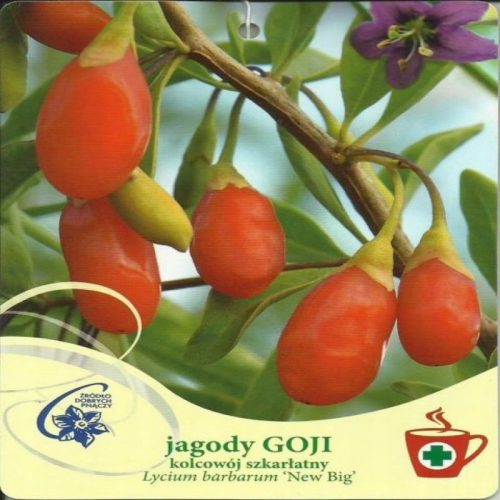  Goji bobica NOVO VELIKI Lycium barbarum