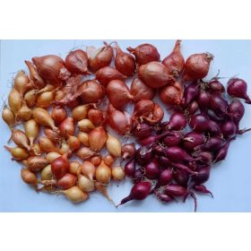   Set mladog luka 3x0,5 kg crveno-žuto-vlaščasti za proljetno sadnju