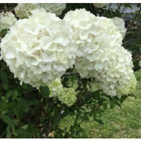   Hortenzija u loncu SNOWBALL Hydrangea macrophylla 'Snowball' 3L-3C