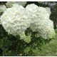Hortenzija u loncu SNOWBALL Hydrangea macrophylla 'Snowball' 3L-3C