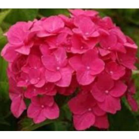   Sadnice hortenzija RED BARON Hydrangea macrophylla u posudi od 3L-C3