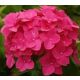 Sadnice hortenzija RED BARON Hydrangea macrophylla u posudi od 3L-C3