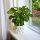 Sadnica Syngonium Pixie u posudi od 0,5-1 l