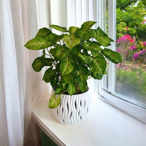 Sadnica Syngonium Pixie u posudi od 0,5-1 l