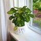 Sadnica Syngonium Pixie u posudi od 0,5-1 l