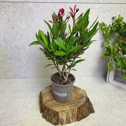 Oleander hrvatski Nerium Oleander