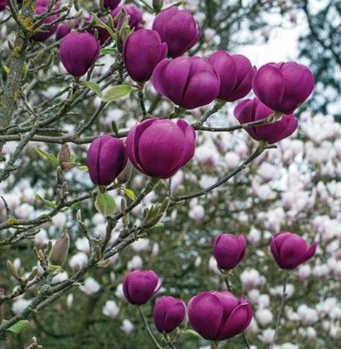 Magnolija Soulange'a "Crni Tulipan" u posudi od 2-3l, 110-130 cm