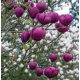 Magnolija Soulange'a "Crni Tulipan" u posudi od 2-3l, 110-130 cm
