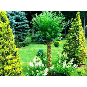 Vrba u posudi od 3-5l, 100-115 cm