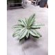 Aglaonema silver frost 45 cm MK15/19 + wskaźnik h19 cm