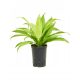 Dracaena limelight MK15/19 + wskaźnik h19 cm