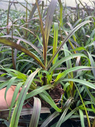 Vertigo trava ROZPLENICA 'pennisetum, prekrasna velika sadnica