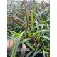 Vertigo trava ROZPLENICA 'pennisetum, prekrasna velika sadnica