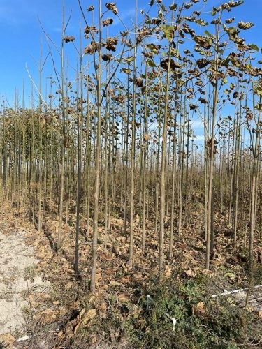Sadnica dvogodišnje Paulownije Shantong Oxytree - Visina 3-4m