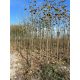 Sadnica dvogodišnje Paulownije Shantong Oxytree - Visina 3-4m