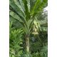 Ensete Glaucum Banana Snow Banana 5 sjemenki