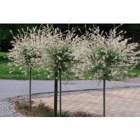   Sadnice japanske vrbe Hakuro Nishiki u posudi od 2-3l 110-130 cm