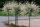 Sadnice japanske vrbe Hakuro Nishiki u posudi od 2-3l 110-130 cm