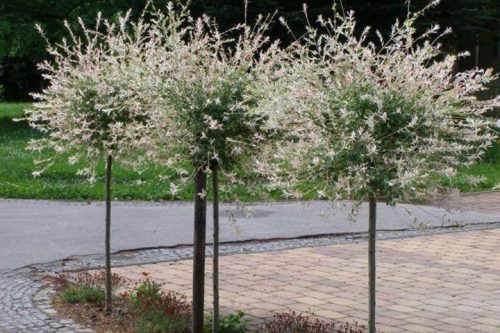 Sadnice japanske vrbe Hakuro Nishiki u posudi od 2-3l 110-130 cm
