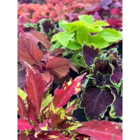   Koleus Coleus Nettle Ukrasni Listovi Lijepih Sadnica Set od 5 Komada