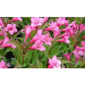 KRUNA SRUBA Weigela florida u posudi C5-5L