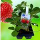  POLKA šumske jagode/lukovice/rizomi u zbirnom pakiranju 5-10 cm