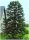 Mrazootporna Araukarija Čileansko Majmunsko Drvo (Araucaria Araucana) sjemenke