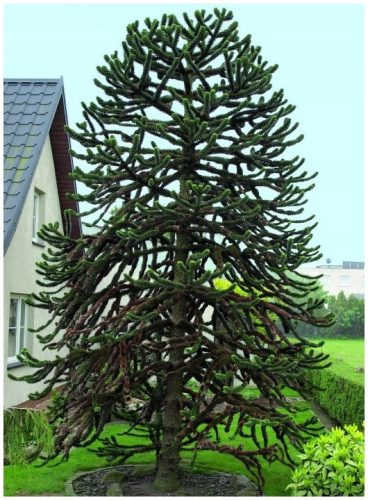 Mrazootporna Araukarija Čileansko Majmunsko Drvo (Araucaria Araucana) sjemenke