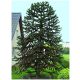 Mrazootporna Araukarija Čileansko Majmunsko Drvo (Araucaria Araucana) sjemenke